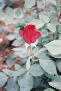 Voir le détail de cette oeuvre: Les roses du Parc de la Tete d'Or a Lyon 3